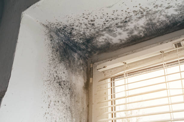 Affordable Basement Mold Removal solutions in Cabin John, MD