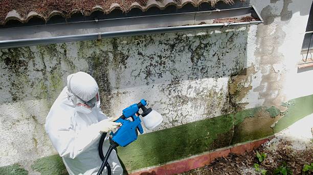 Top rated local Basement Mold Removal specialists in Cabin John, MD